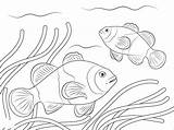 Ikan Mewarnai Clownfish Nemo Paud Coloringbay sketch template