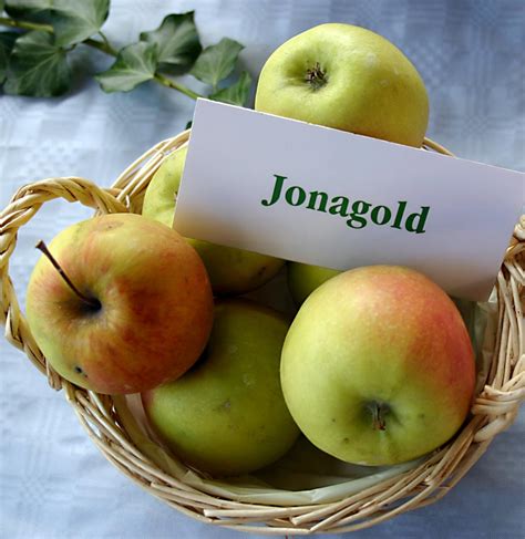 jonagold wikipedia