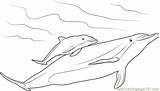 Dolphin Baby Mother Coloring Pages Coloringpages101 Color sketch template