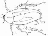 Cockroach Kafka Metamorphosis Franz Insect Insects Gregor Weebly sketch template