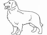 Golden Hund Haustiere Retriever Ausmalbilder Ausmalbild Hunde Malvorlagen Coloriage Retrivier Colorare Ausdrucken Cani Drucken Goldener Disegno Cobrador Dorado Haustier Apportierhund sketch template