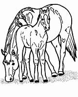 Fohlen Ausdrucken Pferde Ausmalen Pferd Kostenlos Malvorlagen Ausmalbild Prinzessin Coloring sketch template