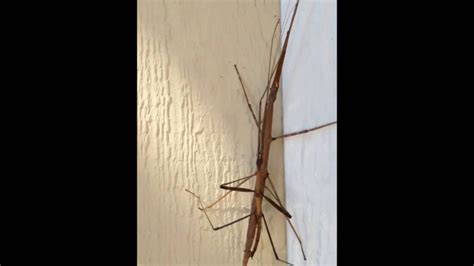 Stick Bug Sex The Mike Show On Sojo 104 9 Youtube