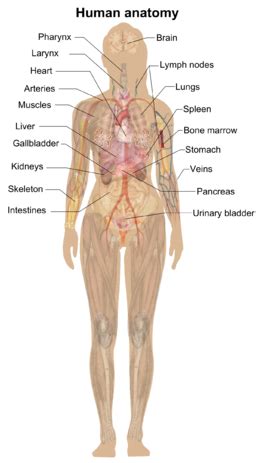 anatomy definition types examples lesson studycom