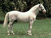 lipizzaner breed  horse britannicacom