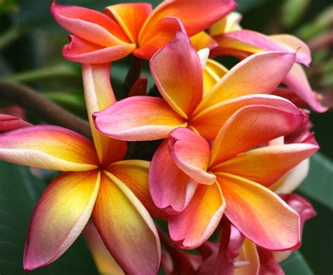 plumeria flower tropical tips