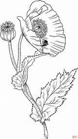 Poppy Flower Opium Poppies Coquelicot Pavot Supercoloring Papavero Papaveri Draw Oppio Colorier Mak Kolorowanki Coquelicots Opio Decalquer Druku Kolorowanka Fleur sketch template