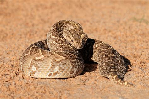 watch forget the beach closures this puff adder just