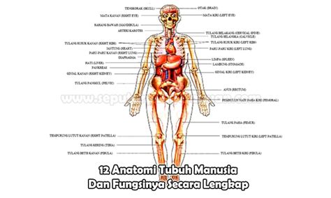 anatomi tubuh manusia  fungsinya