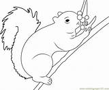 Coloring Squirrel Berrys Eating Pages Coloringpages101 sketch template