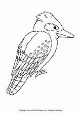 Colouring Kookaburra Pages Australian Coloring Animal Animals Aboriginal Kids Template Bird Australia Activityvillage Templates Colour Days Symbols Sketchite Sketch Education sketch template