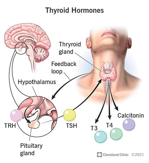 top     thyroid gland responsible