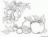 Tomate Pomodoro Colorear Pomidor Verduras Gemüse Kolorowanka Huerta Colorkid Warzywa Gurke Carrot Buraki Kalarepy Melone Carota Gemuse Coole Malvorlage Fagioli sketch template