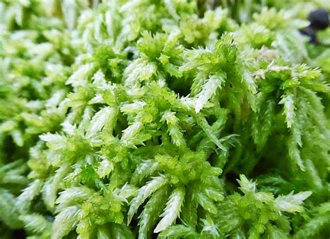 long fiber sphagnum moss grow   sweeneys greenhouse