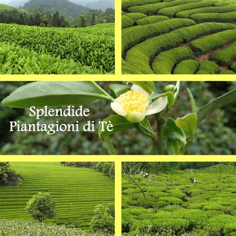 Bellissime Piantagioni Di Tè Rigogliose E Verdeggianti In Cina In