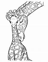 Giraffe Coloring Face Baby Pages sketch template