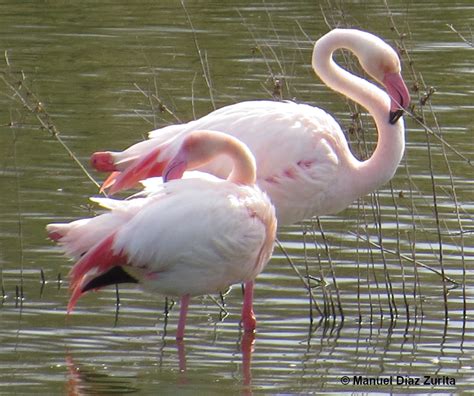 sex condition interaction affects greater flamingo colouration