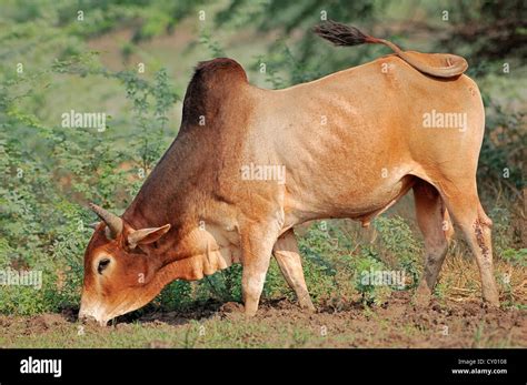 zebu cattle bos primigenius indicus grazing rajasthan india asia stock photo alamy