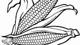 Corn Coloring Cob Getdrawings sketch template