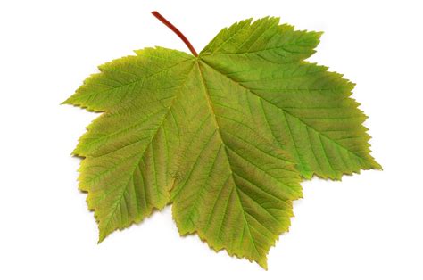 identify trees  maple  leaves maple trees types tree leaf identification