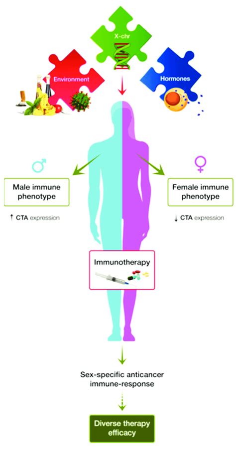 influence of sex immune phenotype on anticancer response