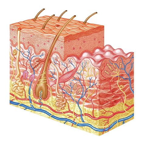 layers  skin layers   skin anatomy  physiology