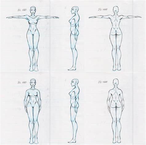 female body reference drawing