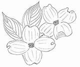 Dogwood Flower Cornus Florida Drawing Toadshade Coloring Pages Drawings Paintingvalley Wildflower Farm Flow sketch template