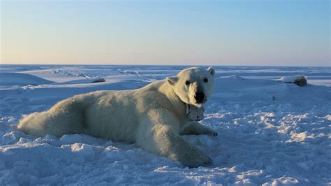 bear cams show polar bears  hungry  arctic ice shrinks