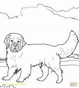 Coloring Spaniel Pages English Springer Cocker Clumber Printable Sheepdog Color Newfoundland Dog Mastiff Pomeranian Colorings Old Template Getcolorings Supercoloring Getdrawings sketch template