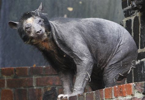 spectacled bear  scoop dolores   beary hairless