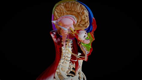 human head anatomy buy royalty   model  hong nguyen athongnguyen df