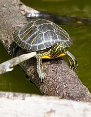 steps  creating  awesome pet turtle habitat