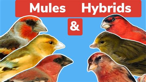 british finch mules hybrids  initial pairing  information