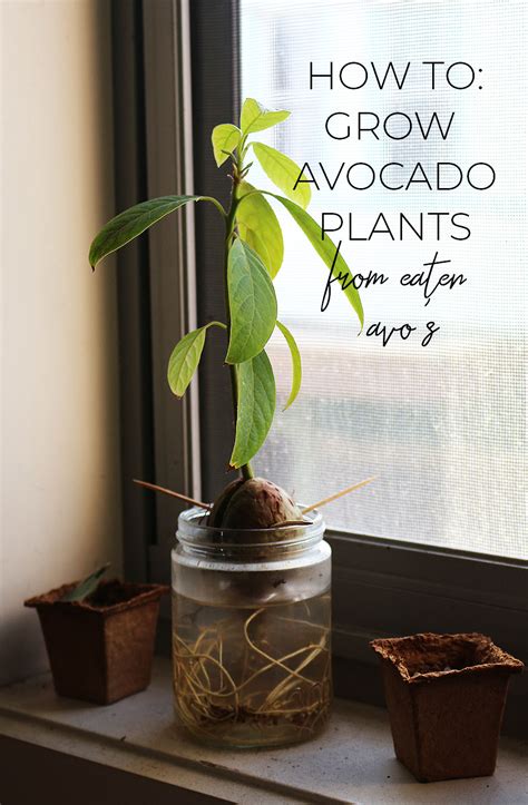 How To Grow Avocado Plants From Eaten Avos Life