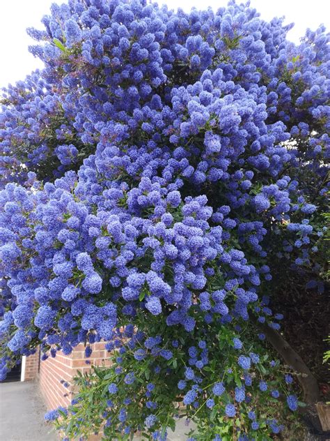 blue flowers  growing   side   building