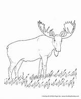 Moose Grazing Isle Wolves Realistic Coloringhome sketch template