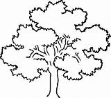 Tree Oak Coloring Drawing Awesome Color Line Pecan Trees Drawings Getdrawings Designlooter Luna Paintingvalley 533px 82kb sketch template