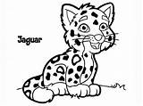 Jaguar Coloring Cartoon Drawing Pages Cheetah Baby Easy Kids Clipart Animal Clip Outline Drawings Printable Simple Head Draw Cute Clipartmag sketch template