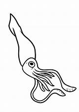 Squid Coloring Pages Printable Books Categories Similar sketch template
