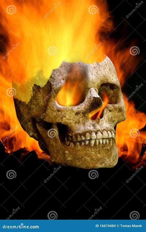 scary human skull stock photo image  sapiens health