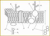 Cell Membrane Worksheet Coloring Diagram Fabtemplatez sketch template