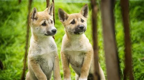 adorable dingo pups