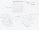 Epithelial Tissue Lab Bio Cells Squamous Columnar Cuboidal Fall Distinctive Layers Organized Structure Because Form They sketch template