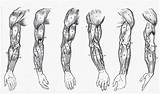 Brazo Musculos Antebrazo Brazos Anatomia Extremidad Músculos Posterior Hombre Piernas Lateral Lámina Modelo Pluma sketch template