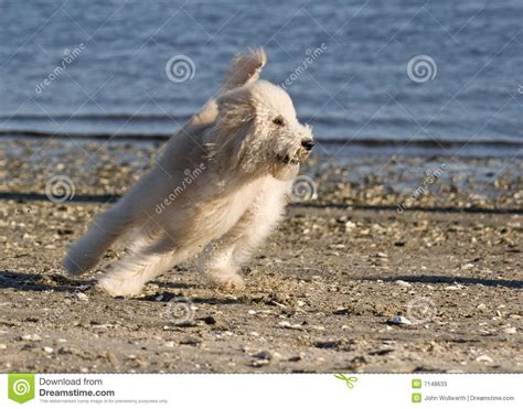 dog chasing stock image image  beach white sporting