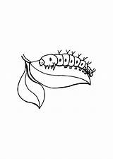 Raupe Oruga Chenille Malvorlage Larva Rups Ausmalbild Schmetterling Educima Coloriages Ko Schulbilder Colorier Große sketch template