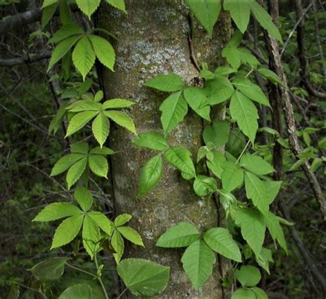 Virginia Creeper Vs Poison Ivy They Re Vines With Similarities But