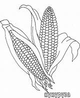 Coloring Pages Corn Vegetables Fruits Beetroot Plum sketch template