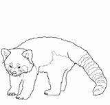 Panda Coloring Red Pages Realistic Kids Printable Drawing Colouring Ranger Lone Book Getdrawings Popular Library Clipart Choose Board Coloringhome Yawns sketch template